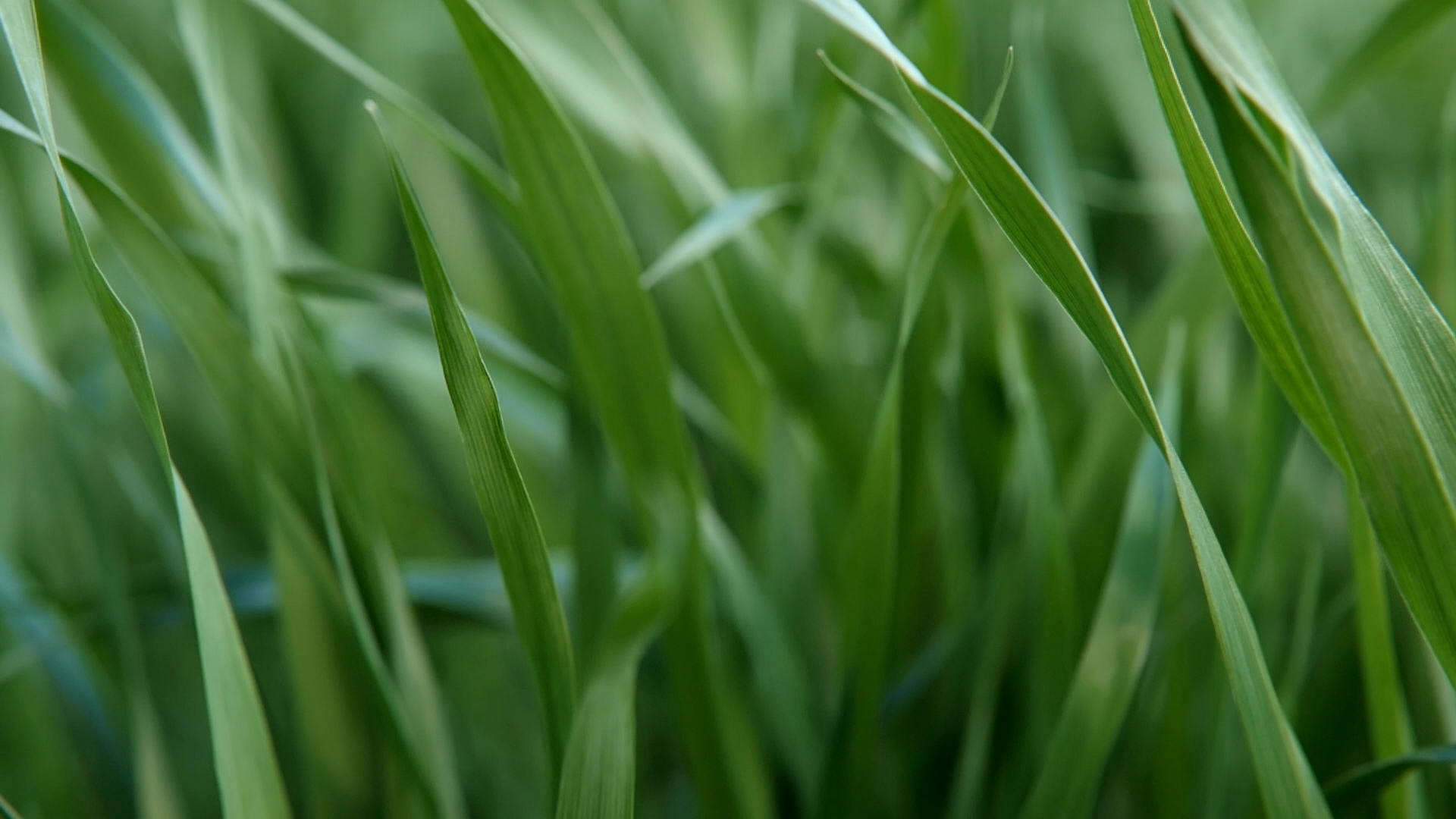 Pecora Dairy - Banner 2.jpg