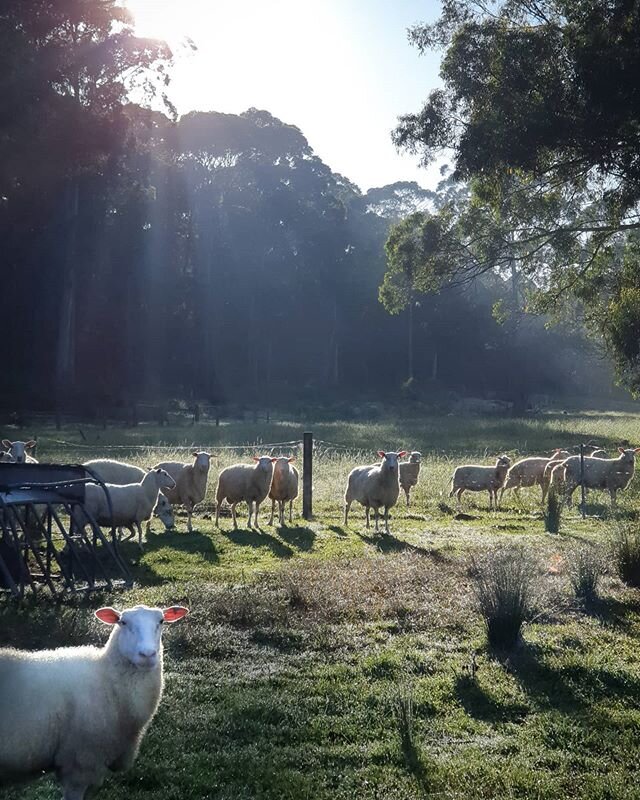 My man went to have a yarn with the neighbours the other day.........he came back and announced that he'd just bought 4 chickens and a rooster.....😳
🐑
We're no stranger to the keeping of chookies. There was a time when we would frequent our local P
